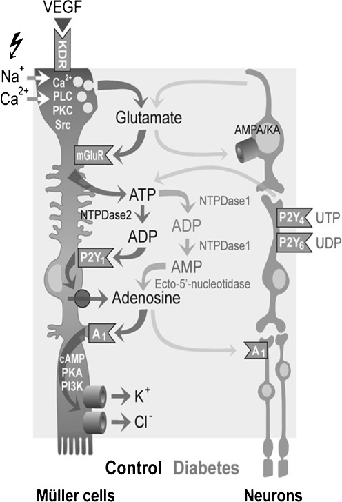 Fig. 3