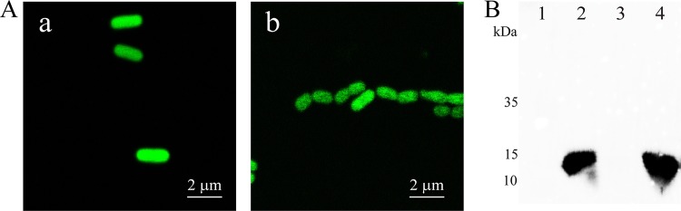 FIG 4