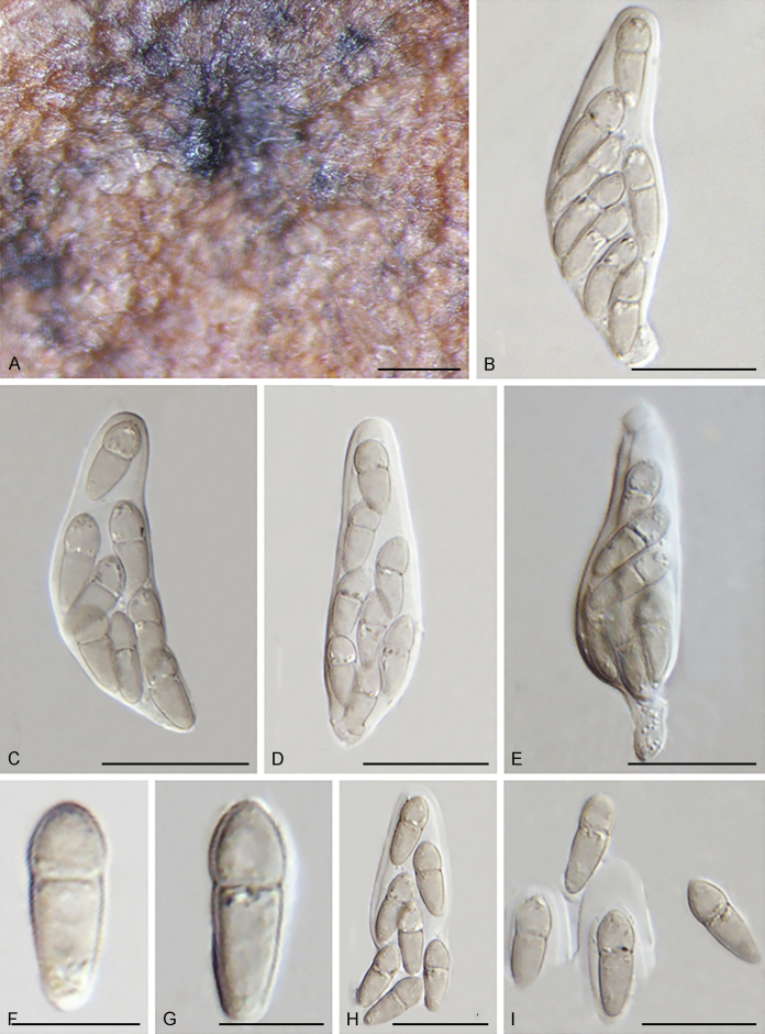 Fig. 30