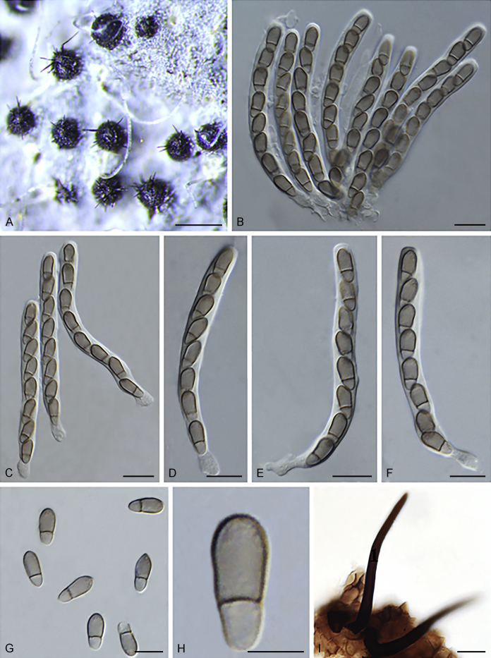 Fig. 73