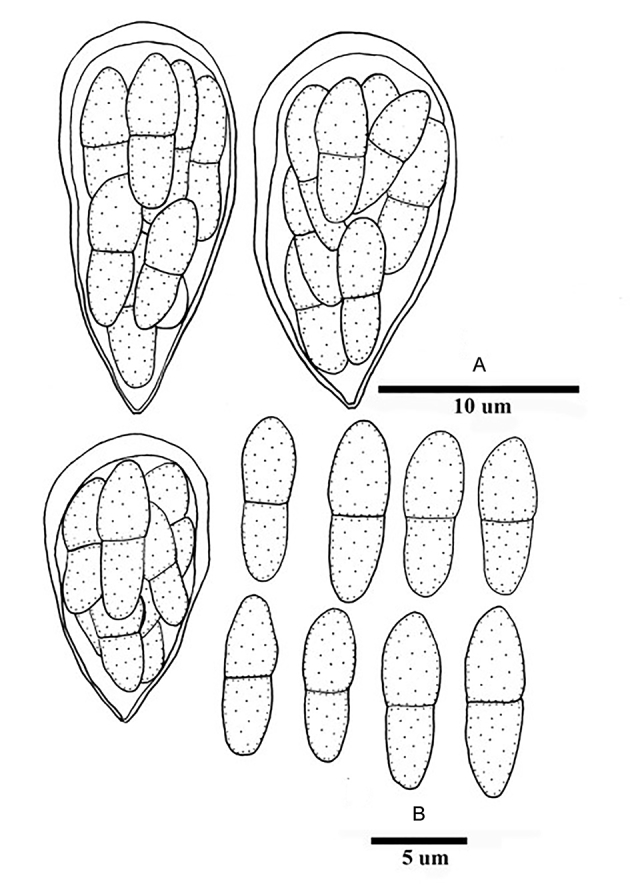 Fig. 74