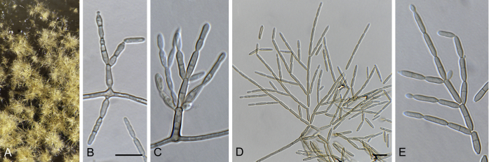 Fig. 19