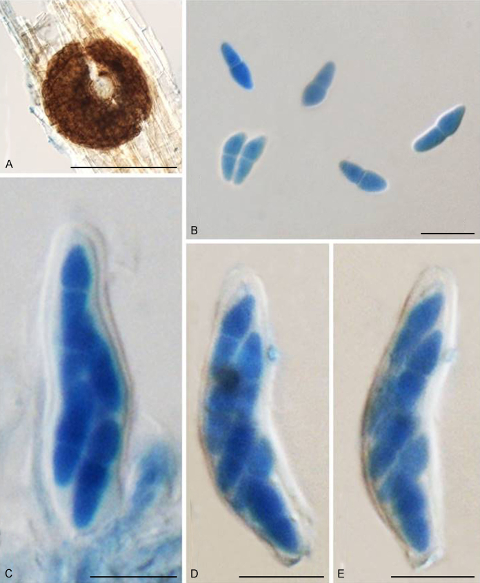 Fig. 71