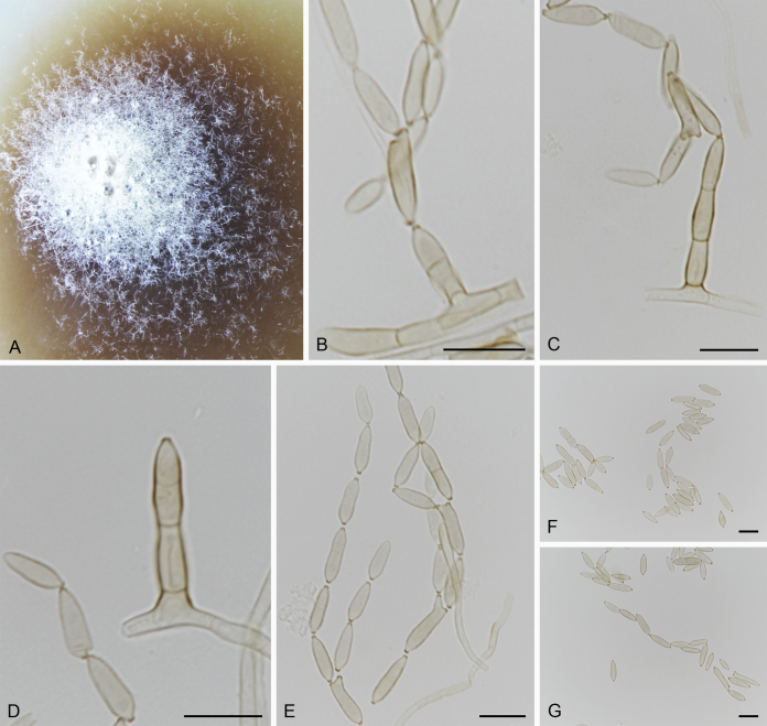 Fig. 6