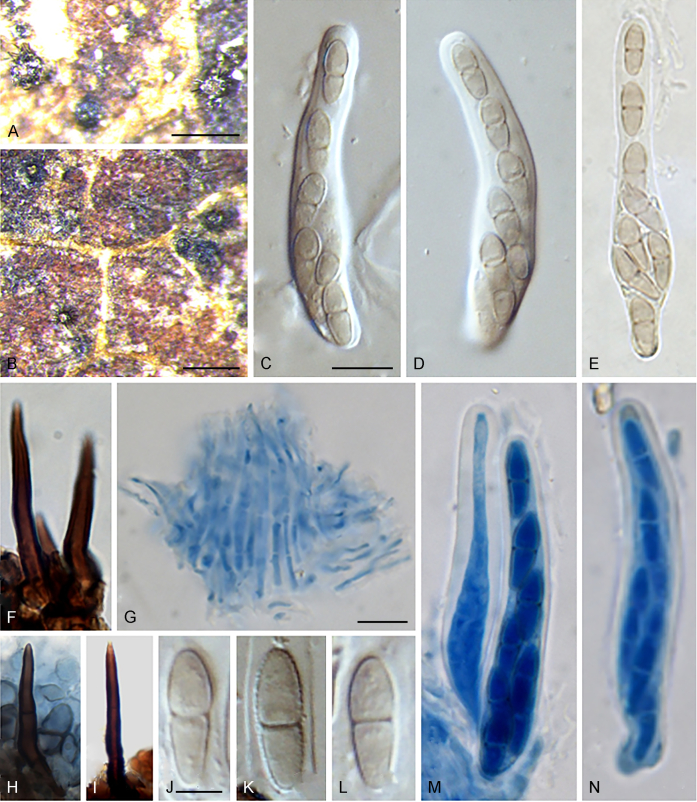 Fig. 20