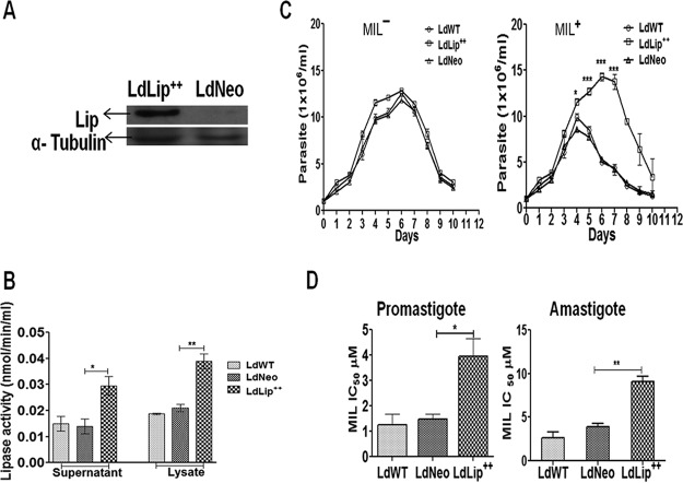 FIG 2