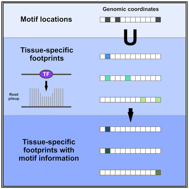 graphic file with name nihms-1621958-f0001.jpg