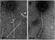FIG 1