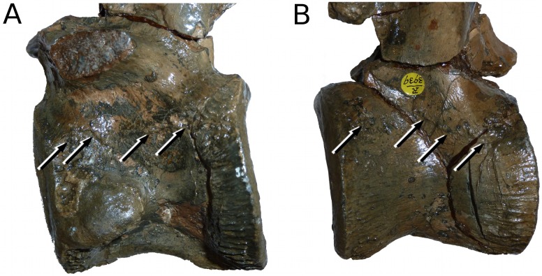 Figure 24