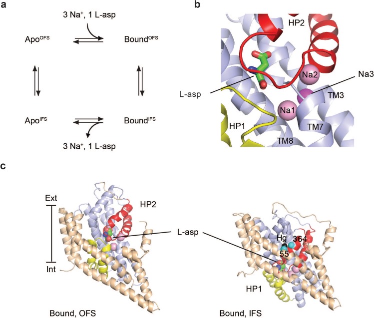 Figure 1—figure supplement 1.