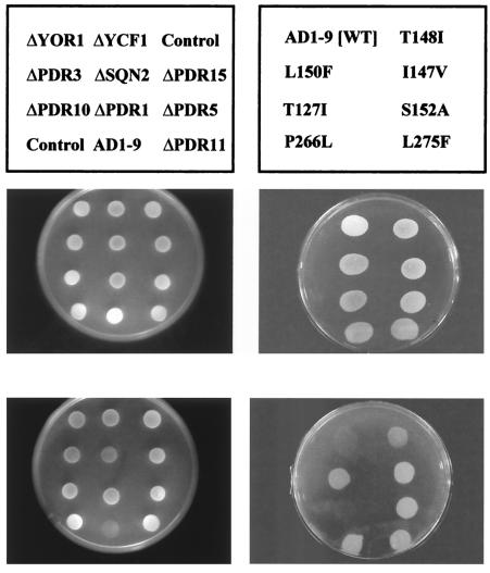 FIG. 5.