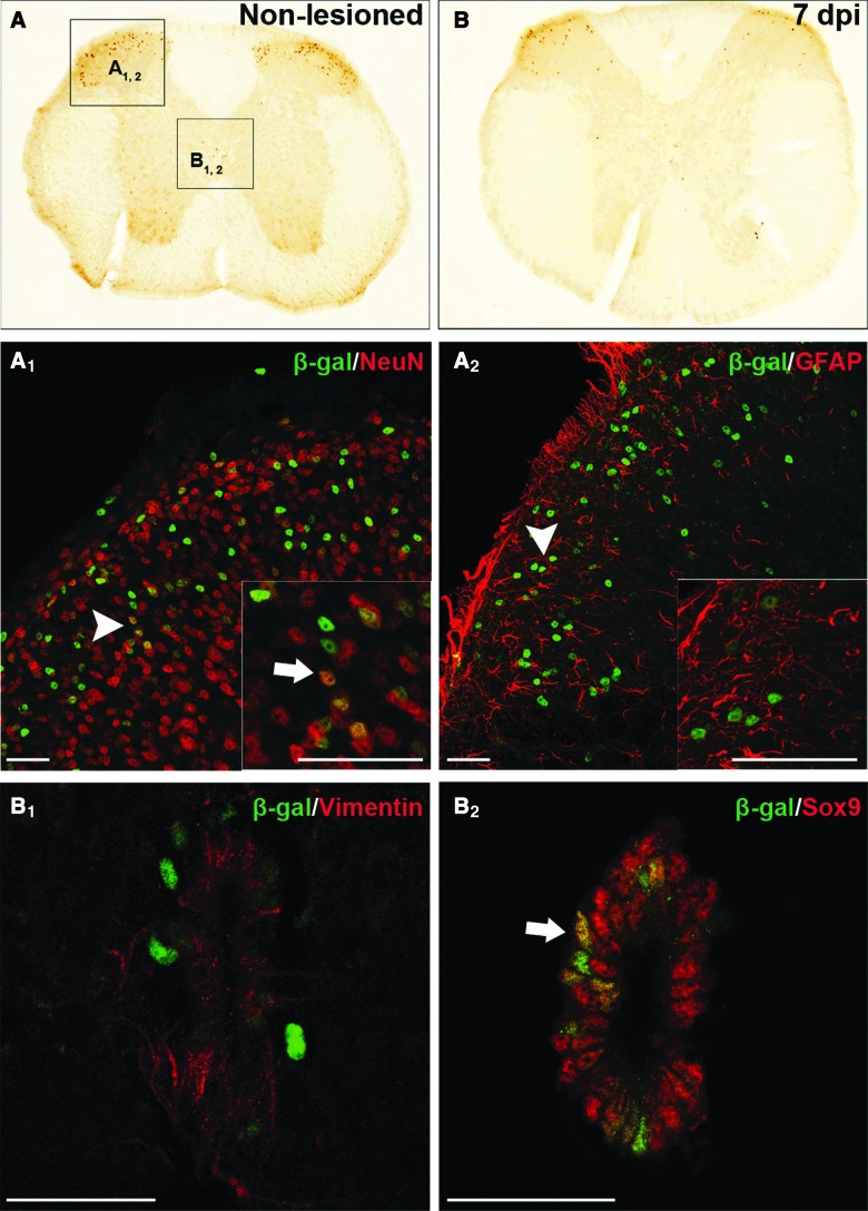 FIG. 7.