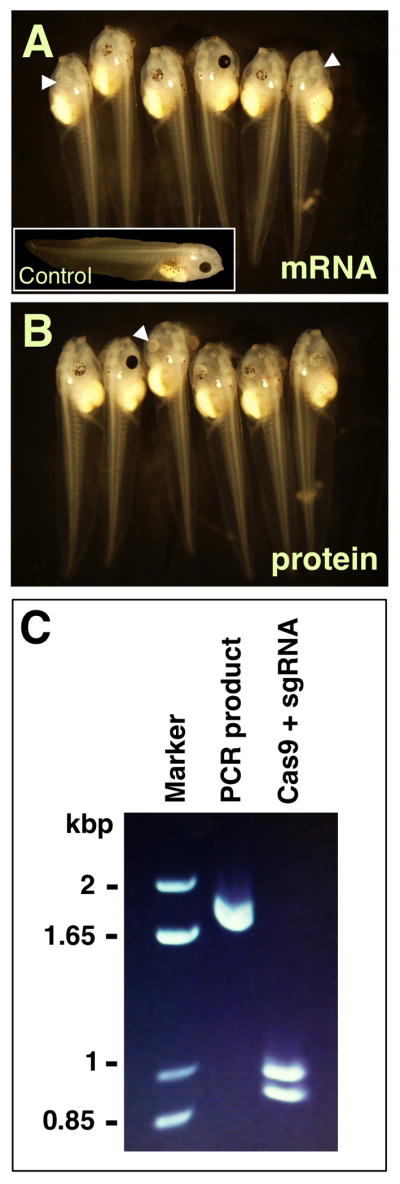 Figure 17.4