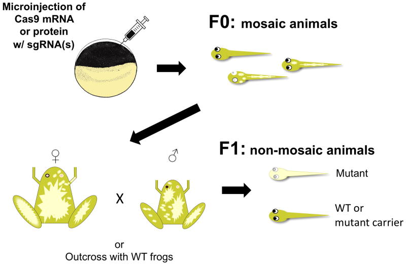 Figure 17.2