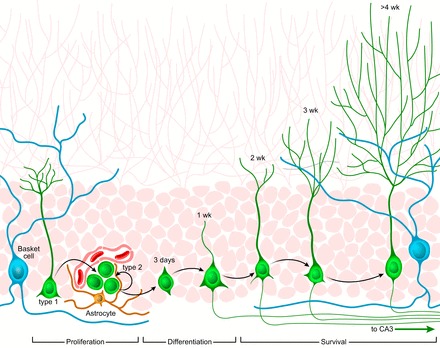 FIGURE 1.