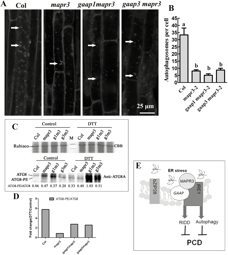 Fig. 9.