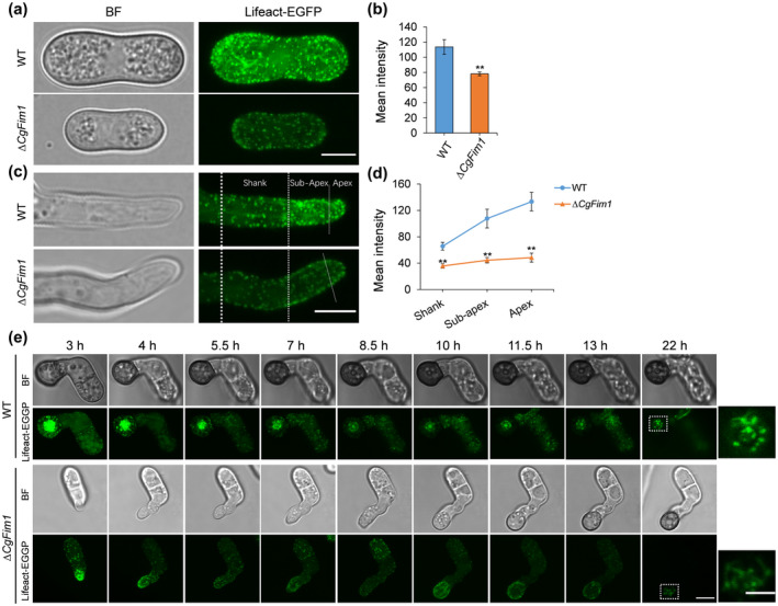 FIGURE 4