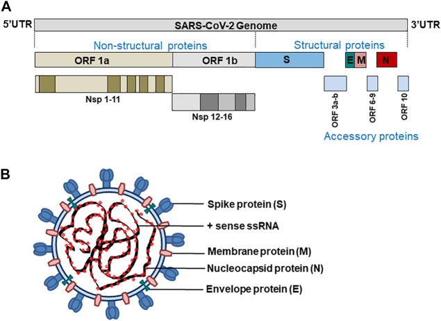 FIGURE 1