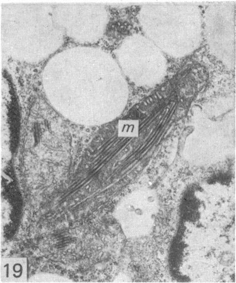 Fig. 19