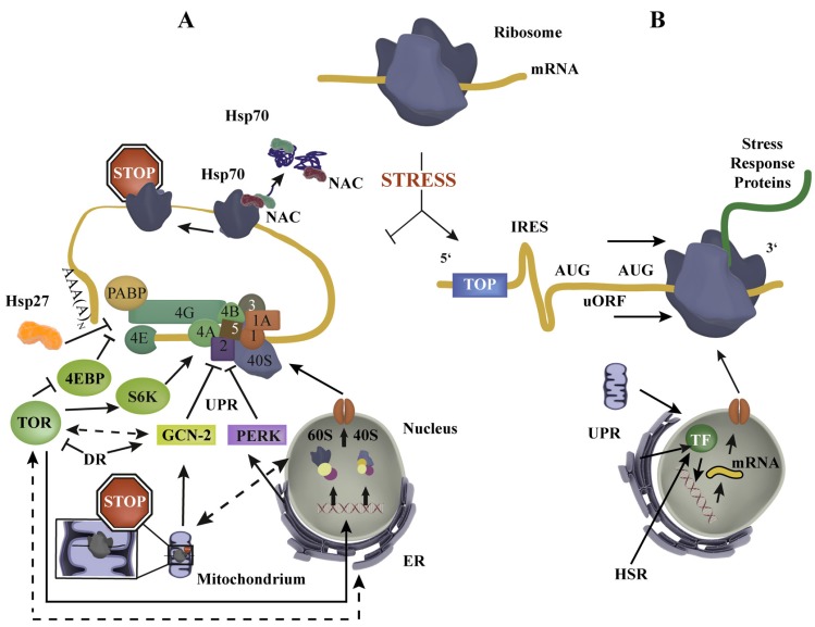 Fig. (1)