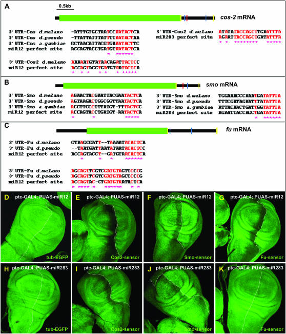 Figure 4.—