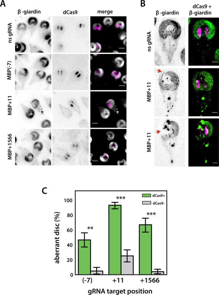 FIGURE 4: