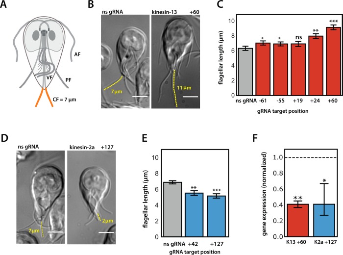 FIGURE 3: