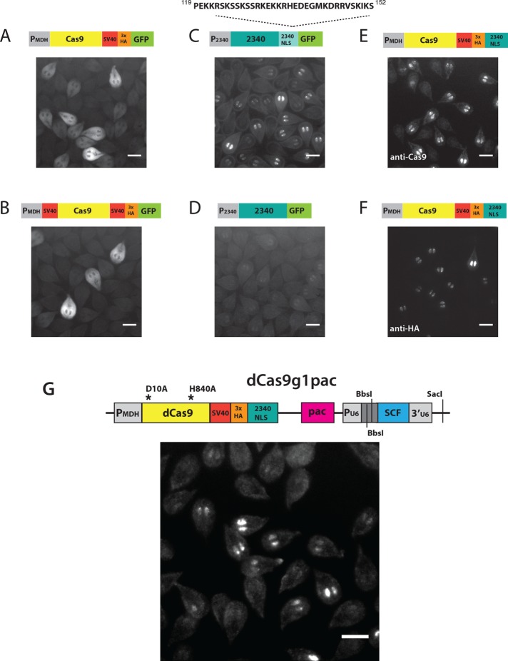 FIGURE 1: