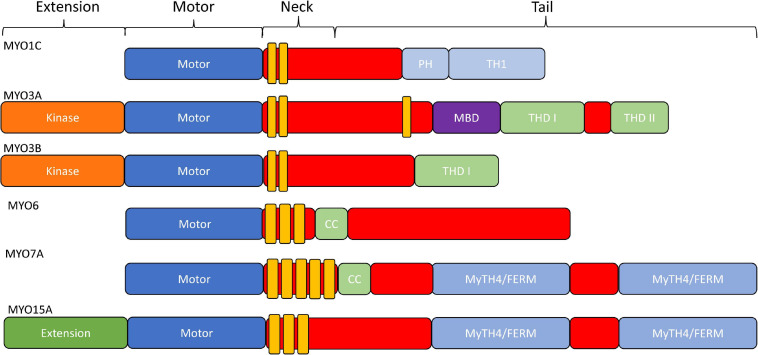 FIGURE 2