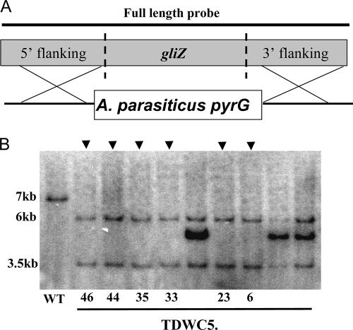 FIG. 1.