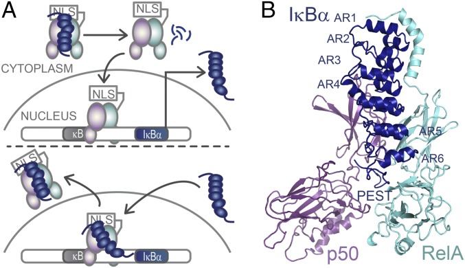 Fig. 1.