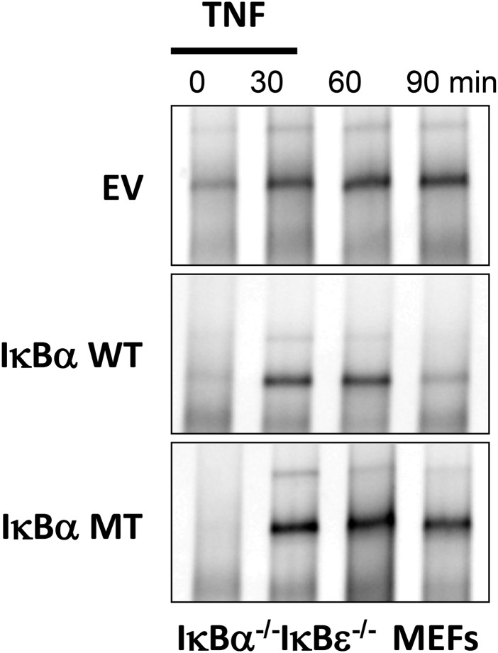 Fig. S4.