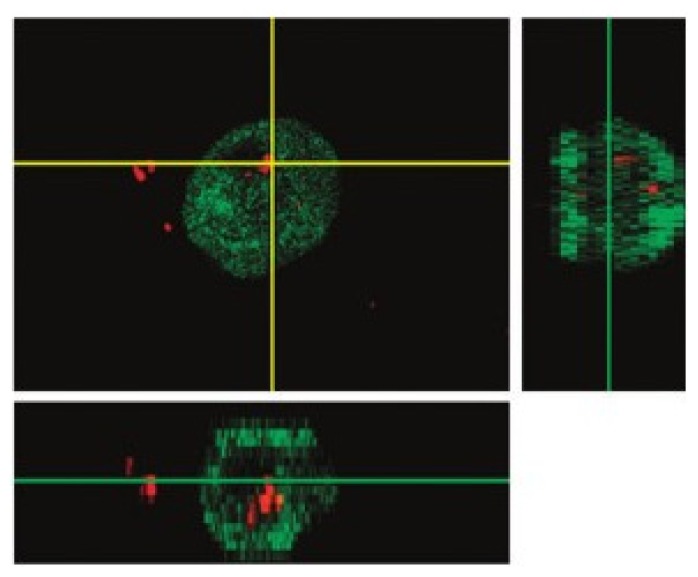 Figure 29