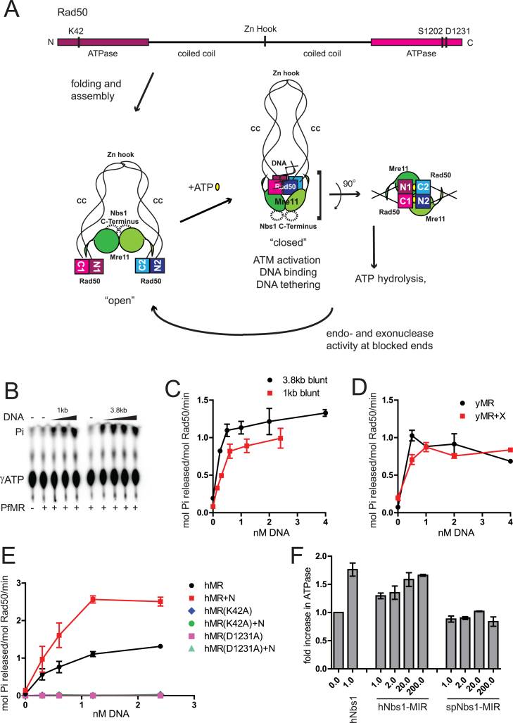 Rad50 ATPase activity is regulated by DNA ends and requires ...