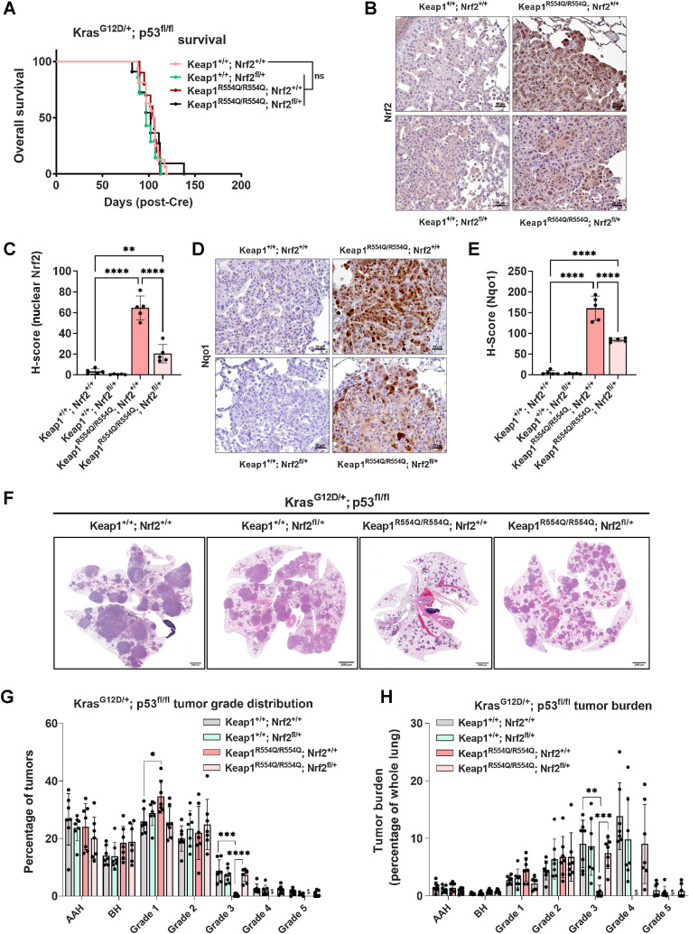 Figure 8. Single-copy Nrf2 deletion rescues homozygous Keap1R554Q-mediated adenocarcinoma progression impairment in the KrasG12D/+; p53fl/fl model. A, Overall survival of KrasG12D/+; p53fl/fl mice with Keap1 mutation and/or single-copy Nrf2 deletion. Keap1+/+; Nrf2+/+ (n = 16), Keap1+/+; Nrf2fl/+ (n = 7), Keap1R554Q/R554Q; Nrf2+/+ (n = 10), Keap1R554Q/R554Q; Nrf2fl/+ (n = 11). ns, not significant [log-rank (Mantel–Cox) test]. B, Representative IHC staining of Nrf2 in KrasG12D/+; p53fl/fl mice with Keap1 mutation and/or heterozygous Nrf2 deletion. Scale bars, 20 μm. C, H-scores for Nrf2 (nuclear) IHC staining. D, Representative IHC staining of Nrf2 target Nqo1. Scale bars, 20 μm. E, H-scores for Nqo1 (whole-cell) IHC staining. B–E, N = 3 mice per genotype and >20,000 tumor cells per mouse. *, P < 0.05; **, P < 0.01; ****, P < 0.0001 (one-way ANOVA). F, Representative whole-lung hematoxylin and eosin–stained sections. Scale bars, 2,000 μm. G, Distribution of tumor grades across Keap1 mutant/Nrf2-deleted models. *, P < 0.05; ***, P < 0.001; ****, P < 0.0001 (unpaired t test with Holm–Sidak multiple comparisons test). $, fewer than three tumors detected across all mice. H, Fraction of lung tumor burden by grade (lung tumor area per grade/total lung area). *, P < 0.05; **, P < 0.01; ****, P < 0.0001 (unpaired t test with Holm–Sidak multiple comparisons test). $, fewer than three tumors detected across all mice. G and H, n = 7 mice and ≥1,000 tumors per genotype were analyzed. Only one grade 4 and one grade 5 tumor were found in the Keap1R554Q/R554Q cohort, and therefore were excluded from these analyses.