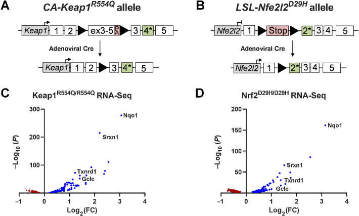 Figure 1. Development of mutant Keap1 and Nfe2l2 alleles found in human lung cancer. A, The conditionally active (CA)-Keap1R554Q allele was generated by inserting a loxP-flanked, WT Keap1 cDNA containing exons 3–5 into intron 2 and introducing the R554Q mutation into endogenous exon 4 of the Keap1 gene. Before intranasal installation of adenoviral-Cre recombinase Keap1 is WT. Once the floxed cargo is excised, mutant Keap1R554Q is expressed. PA, poly A signal. B, The Lox-STOP-Lox (LSL)-Nfe2l2D29H allele was created by inserting a STOP cassette flanked by loxP sites into intron 1 and introducing the D29H mutation in endogenous exon 2 of the Nfe2l2 gene. Following Cre-mediated excision of the STOP cassette, mutant Nrf2D29H is expressed. C, Volcano plot of RNA-seq data from MEFs expressing Keap1R554Q/R554Q compared with Keap1+/+. N = 3, representative of two individual MEF lines. D, Volcano plot of RNA-seq data from MEFs expressing Nrf2D29H/D29H compared with Nrf2LSL/LSL, which lack Nrf2 expression. N = 3, representative of two individual MEF lines.