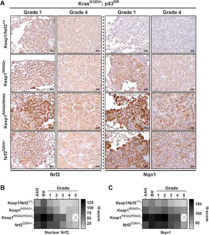 Figure 6. Nrf2 expression and activity are reduced in higher-grade tumors. A, Representative Nrf2 and Nqo1 IHC staining in grade 1 and 4 tumors from KrasG12D/+; p53fl/fl mice with Keap1 or Nrf2 mutation. Scale bars, 20 μm. B and C, Heatmaps depicting the H-scores per grade from IHC staining for Nrf2 (nuclear; B) and the Nrf2 target Nqo1 (whole cell; C). N = 3 mice per genotype, >20,000 tumor cells per mouse. Only one grade 5 tumor was found in the Keap1R554Q/R554Q cohort, and therefore was excluded from these analyses.