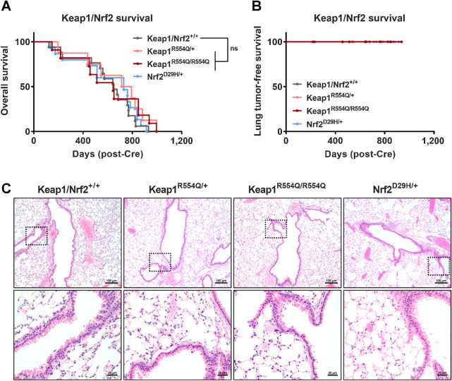 Figure 2. Mutation of Keap1 or Nrf2 is not sufficient to initiate lung tumorigenesis. A, Overall survival of Keap1/Nrf2 mutant mice. Keap1/Nrf2+/+ (n = 17), Keap1R554Q/+ (n = 8); Keap1R554Q/R554Q (n = 11); Nrf2D29H/+ (n = 15). ns, not significant [log-rank (Mantel–Cox) test]. B, Lung tumor-free survival of Keap1/Nrf2 mutant mice. Keap1/Nrf2+/+ (n = 11); Keap1R554Q/+ (n = 4); Keap1R554Q/R554Q (n = 8); Nrf2D29H/+ (n = 11). C, Representative hematoxylin and eosin staining of mouse lung depicting normal bronchiolar and alveolar cells. Scale bars, 100 μm (top) and 20 μm (bottom).