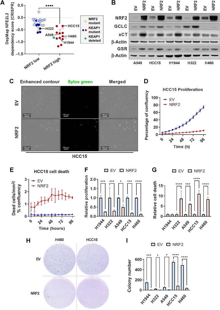 Figure 7. NRF2 overexpression impairs lung cancer cell proliferation, viability, and soft agar colony formation. A, Dependency scores obtained from DepMap (45) and represented as NFEL2 22Q2 Public+Score, Chronos for NSCLC cell lines previously determined to have high or low NRF2 activity (24). Yellow symbols, NRF2 mutant line; dark red or dark blue symbols, KEAP1 mutant lines; green symbol, KEAP1-deleted lines. ****, P < 0.0001 (unpaired t test). B, Western blot analysis of NRF2, β-actin, and NRF2 target GCLC, xCT, and GSR expression in KEAP1 mutant lung cancer cell lines transduced with PLX317-empty vector (EV) or PLX317-NRF2 (NRF2). C, Representative images of HCC15 cells transduced with empty vector or NRF2 demonstrating cell confluency (enhanced contour) and cell death (Sytox Green). Scale bars, 100 μm. D and E, Analysis of empty vector and NRF2 HCC15 cell proliferation and death over 96 hours. Proliferation is represented as the percentage of confluency at each time point, and cell death as the number of Sytox Green–positive cells per area normalized to the percentage of confluency. N = 3 technical replicates per cell line and two independent experiments. F and G, AUC analysis of cell proliferation (F) and Sytox Green–positive cell death (G) in KEAP1 mutant lung cancer cells lines ± NRF2, normalized to empty vector control. *, P < 0.05; ***, P < 0.001; ****, P < 0.0001 (one-way ANOVA). C–G, NSCLC cells were seeded in triplicate in 96-well plates at a density of 2,500 cells/well. H, Representative images of H460 and HCC15 soft agar colony formation ± NRF2. I, Quantification of soft agar colony number of KEAP1 mutant lung cancer cell lines. *, P < 0.05; ***, P < 0.001; ****, P < 0.0001 (one-way ANOVA). N = 3 technical replicates per cell line; two independent experiments. H and I, 5,000 cells per well were seeded in 6-well plates in triplicate.