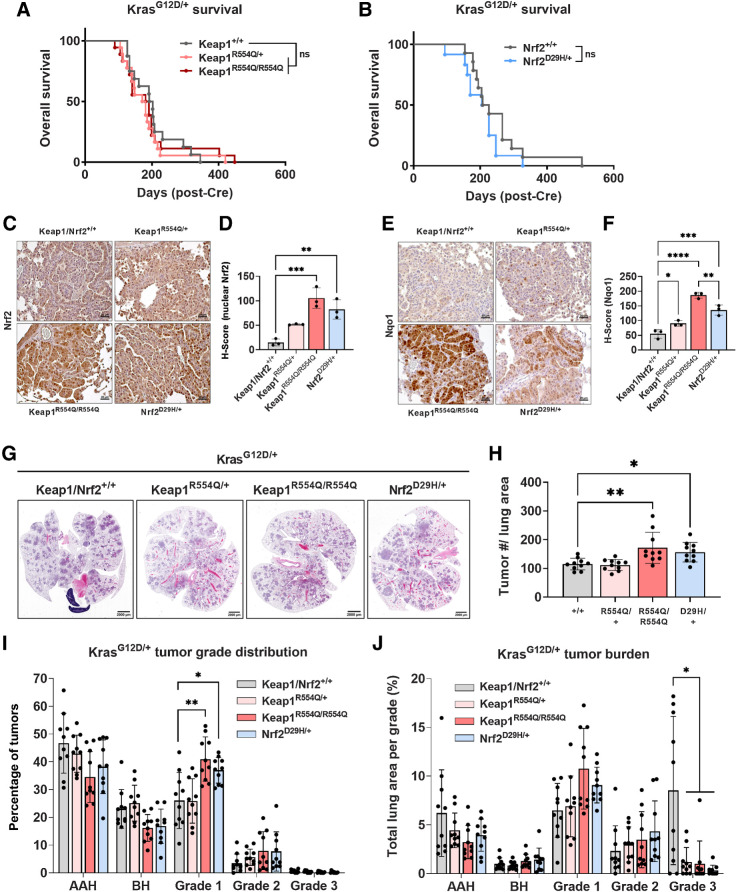 Figure 4. Keap1/Nrf2 mutation cooperates with KrasG12D/+ to promote lung tumor initiation and early progression. A, Overall survival of Keap1 mutant mice with KrasG12D/+ mutation. Keap1+/+ (n = 16); Keap1R554Q/+ (n = 18); Keap1R554Q/R554Q (n = 18). B, Overall survival of Nrf2 mutant mice with KrasG12D/+ mutation. Nrf2+/+ (n = 14); Nrf2D29H/+ (n = 12). ns, not significant [log-rank (Mantel–Cox) test]. C, Representative IHC staining of Nrf2 in Keap1/Nrf2 mutant tumors with KrasG12D/+ mutation. Scale bars, 20 μm. D, H-scores for Nrf2 (nuclear) IHC staining. E, Representative IHC staining of Nrf2 target Nqo1. Scale bars, 20 μm. F, H-scores for Nqo1 (whole cell) IHC staining. C–F, N = 3 mice per genotype and >20,000 tumor cells per mouse. *, P < 0.05; **, P < 0.01; ***, P < 0.001; ****, P < 0.0001 (one-way ANOVA). G, Representative whole-lung hematoxylin and eosin–stained section. Scale bars, 2,000 μm. H, Tumor number per mouse in Keap1/Nrf2 mutant models normalized to lung area. *, P < 0.05; **, P < 0.01 (one-way ANOVA). I, Distribution of tumor grades across Keap1/Nrf2 mutant models. *, P < 0.05; **, P < 0.01 (unpaired t test with Holm–Sidak multiple comparisons test). AAH, atypical adenomatous hyperplasia; BH, bronchiolar hyperplasia. J, Fraction of lung tumor burden by grade (lung tumor area/total lung area per grade). *, P < 0.05 (unpaired t test with Holm–Sidak multiple comparisons test). I and J, n = 10 mice and ≥2,000 tumors per genotype.