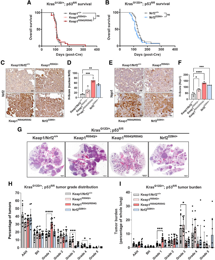 Figure 5. Homozygous Keap1R554Q impairs adenocarcinoma progression in the KrasG12D/+; p53fl/fl model. A, Overall survival of KrasG12D/+; p53fl/fl mice with Keap1 mutation. Keap1+/+ (n = 20); Keap1R554Q/+ (n = 11); Keap1R554Q/R554Q (n = 25). B, Overall survival of KrasG12D/+; p53fl/fl mice with Nrf2 mutation. Nrf2+/+ (n = 25); Nrf2D29H/+ (n = 29). ns, not significant [log-rank (Mantel–Cox) test]. C, Representative IHC staining of Nrf2 in KrasG12D/+; p53fl/fl mice with Keap1/Nrf2 mutation. Scale bars, 20 μm. D, H-scores for Nrf2 (nuclear) IHC staining. E, Representative IHC staining of Nrf2 target Nqo1. Scale bars, 20 μm. F, H-scores for Nqo1 (whole cell) IHC staining. C–F, N = 3 mice per genotype and >20,000 tumor cells per mouse. *, P < 0.05; ***, P < 0.001; ****, P < 0.0001 (one-way ANOVA). G, Representative whole-lung hematoxylin and eosin–stained section. Scale bars, 2,000 μm. H, Distribution of tumor grades across Keap1/Nrf2 mutant models. *, P < 0.05; ***, P < 0.001; ****, P < 0.0001 (unpaired t test with Holm–Sidak multiple comparisons test). $, fewer than three tumors detected across all mice. I, Fraction of lung tumor burden by grade (lung tumor area per grade/total lung area). *, P < 0.05; ***, P < 0.001 (unpaired t test with Holm–Sidak multiple comparisons test). $, fewer than three tumors detected across all mice. H and I, n ≥ 9 mice and ≥1,900 tumors per genotype. Only one grade 5 tumor was found in the Keap1R554Q/R554Q cohort, and therefore was excluded from these analyses.