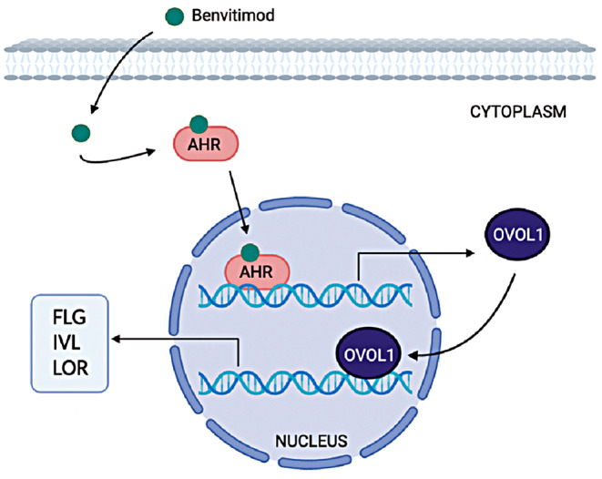 graphic file with name 403_2024_3268_Figa_HTML.jpg