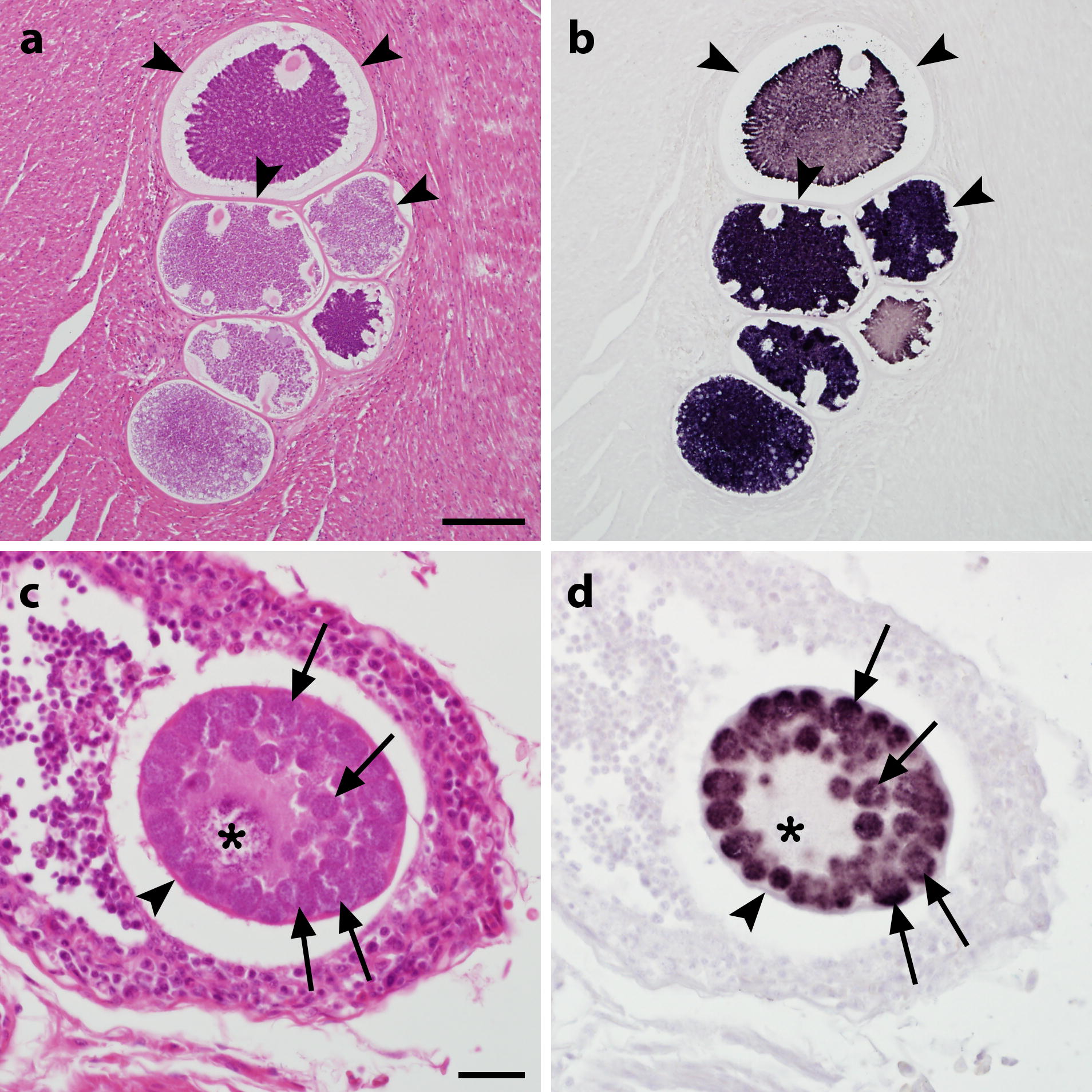 Fig. 2