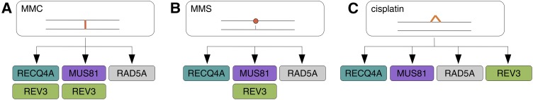 Figure 5.