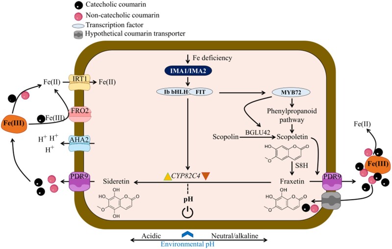 Figure 7