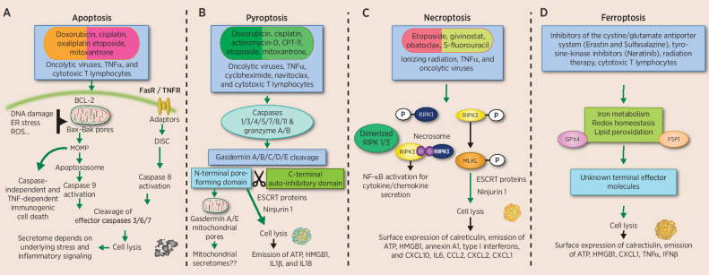 Figure 1. Lethal stimuli and signaling pathways leading to activation of programmed cell death. Many cytotoxic anticancer treatments including chemotherapeutics, radiation, photodynamic therapy, biologics, and oncolytic viruses can trigger cell death. Apoptosis (A) can be initiated via the intrinsic or extrinsic pathway, both activating distinct signaling to emit secretomes that can differentially activate immunity against cancer. The role of pyroptosis (B) in anticancer immunity is accumulating. Activated caspases cleave gasdermin proteins to release the N-terminal domain that creates pores in the mitochondria (N-terminal gasdermin A and E) and the plasma membrane (all gasdermins, except Pejvakin). How the involvement of mitochondria and/or other organelles during pyroptosis affects immunogenicity remains unknown. Effector T cells and NK cells can also initiate tumor pyroptosis, although the role of this in further expanding T-cell responses needs to be investigated. Necroptosis (C) has been extensively studied in the context of cancer. The involvement of NFkB during necroptosis signaling contributes to inflammatory cytokines and chemokines that either result in antitumor or protumor outcome. In addition, MLKL overexpression can also initiate cell death and antitumor immunity. Ferroptosis (D) is an iron-dependent cell death involving lipid peroxidation. The immunogenicity of ferroptotic tumor cells is conflicting, although several immunostimulatory secretomes are released after this type of cell death. In addition, T cell–secreted IFNγ can trigger ferroptosis to potentiate the anticancer immunity cycle.