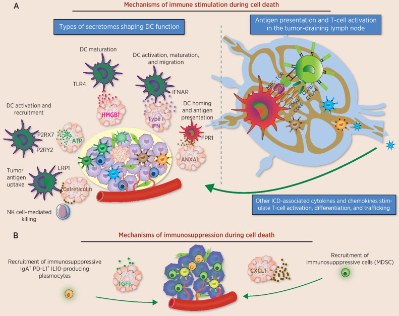 Figure 2. Mechanisms of immune stimulation (A) and immunosuppression (B) mediated by secretomes emitted from dying cancer cells. Several types of cancer cell death result in the surface expression of calreticulin and/or the emission of danger signals (ATP and HMGB1), cytokines and chemokines. In a concerted approach, all these molecules activate antitumor immune responses, mediated by DCs priming T cells to become cytotoxic against tumors expressing cognate antigens. In addition, the NKp46 receptor of NK cells can directly recognize calreticulin on the surface of stressed cells to engage in tumor cell killing. Immunostimulatory secretomes are also essential for T-cell activation and trafficking into malignant lesions. In some cancers, cell death can attract immunosuppressive B cells and MDSCs, thereby contributing to tumor progression.