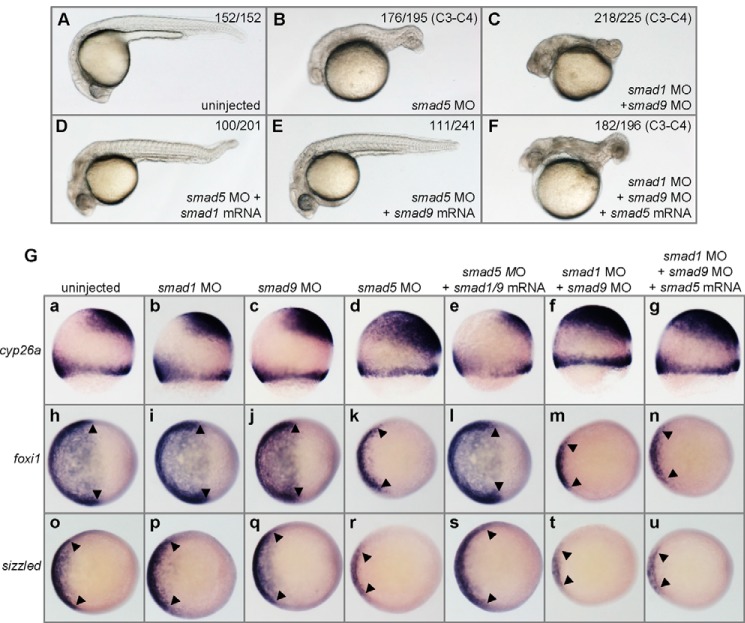 FIGURE 4.