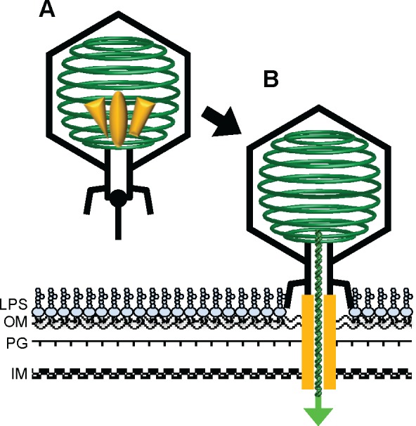 Fig 5