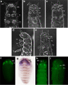 Fig. 4